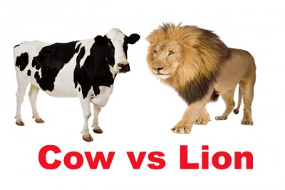 Cow Vs Lion