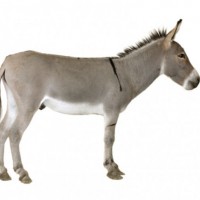 Donkey