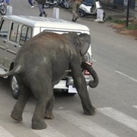 India Elephants Attacks