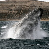 whale