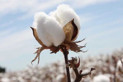 Cotton