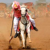 Horse And Cattle Show