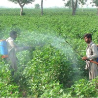 Pakistan Agriculture