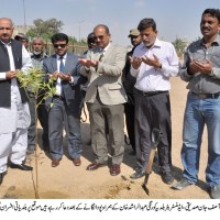 Plants Planted In Korangi