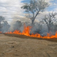 South Africa Forest Fire