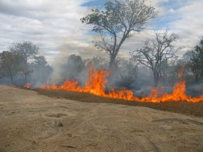 South Africa Forest Fire