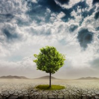 Tree In Desert