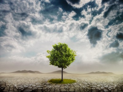 Tree In Desert