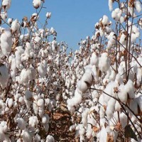 Cotton