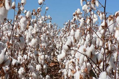 Cotton