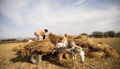 Farmers