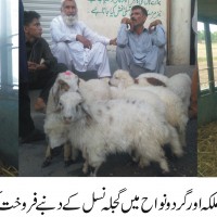 Gujlah Generation Sheep Sales