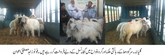 Gujlah Generation Sheep Sales