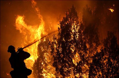 Los Angeles Trees Fire