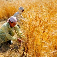 Punjab Wheat Crop