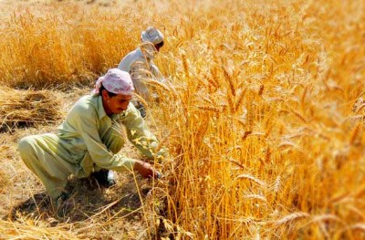 Punjab Wheat Crop