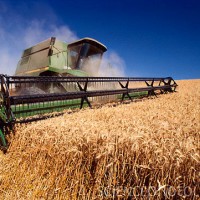 Wheat Harvest