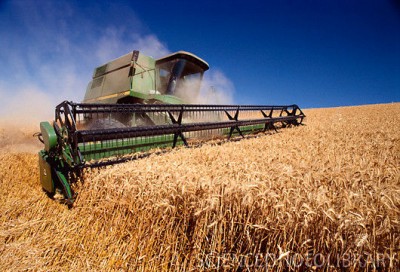 Wheat Harvest