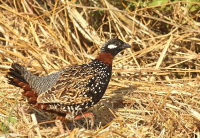 Black Partridge