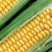 Corn