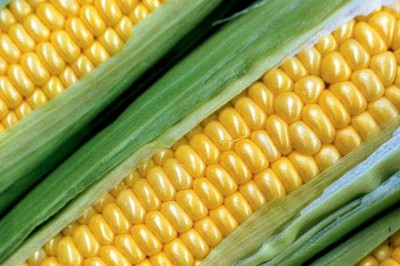 Corn