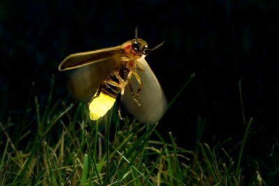 Fireflies