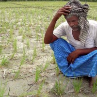 Indian Farmer