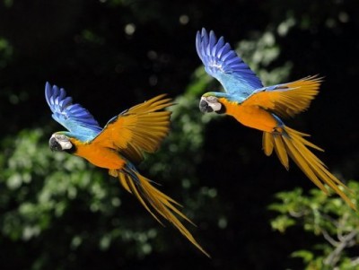 Parrots Flying