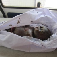 Newborn Body