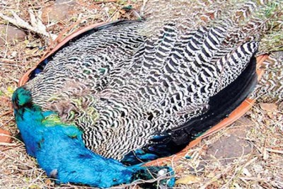 Peacock Dead