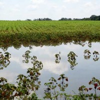 Cotton Crops