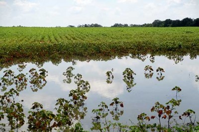 Cotton Crops