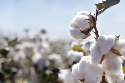 Cotton Price