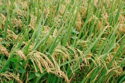 Rice Cultivation