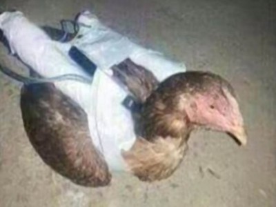 Suicide Hen