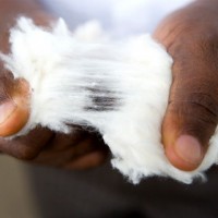 Cotton