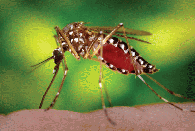 Dengue Mosquitoes