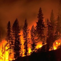 Forest Fire