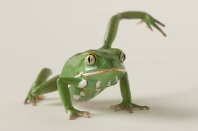 Frog