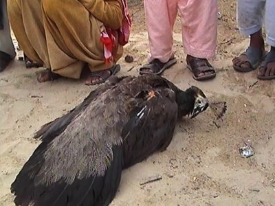 Tharparkar Peacock Death