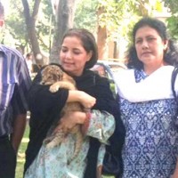 Babra Sharif Lions Adopted Child