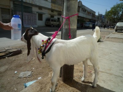 Bakra Eid Qurbani