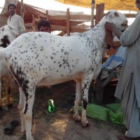 Bakra