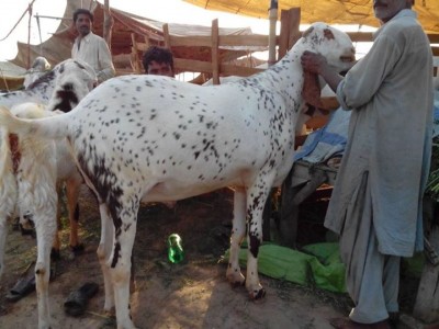 Bakra 