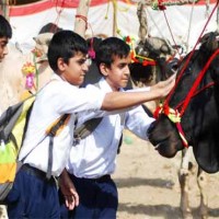 Cattle Market