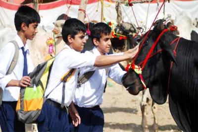 Cattle Market