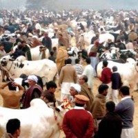 Cattle Market