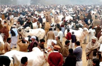 Cattle Market