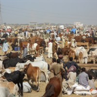 Cattle Market