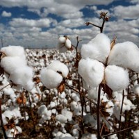 Cotton